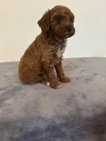 Princess , a female Poodle - Toy  for sale in Montgomery, IN – Photo 3 of 4