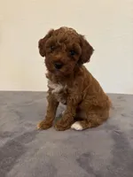 Princess , a female Poodle - Toy  for sale in Montgomery, IN – Photo 4 of 4