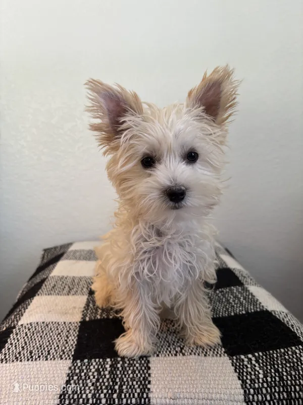 AKC Callie – Yorkshire Terrier puppy for sale in Montgomery, IN