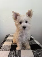 AKC Callie, a female Yorkshire Terrier for sale in Montgomery, IN – 1 of 3