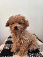 AKC Daisy, a female Poodle - Toy  for sale in Montgomery, IN – 3 of 3