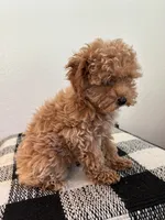 AKC Remi , a female Poodle - Toy  for sale in Montgomery, IN – 3 of 3