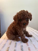 Dash, a male Poodle - Toy  for sale in Montgomery, IN – 2 of 3
