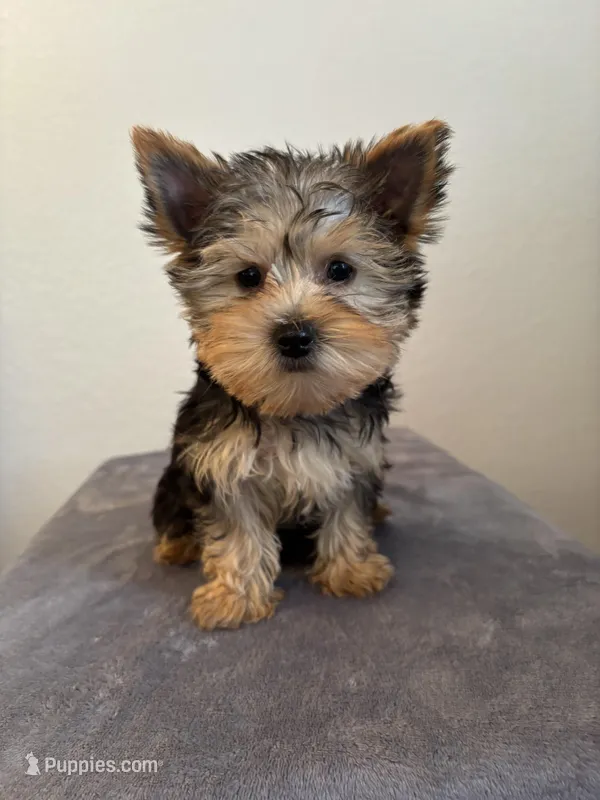 AKC Lexie  – Yorkshire Terrier puppy for sale in Montgomery, IN