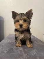 Lexie , a female Yorkshire Terrier for sale in Montgomery, IN – Photo 1 of 3