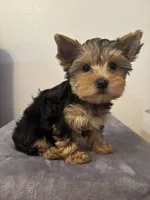 Lexie , a female Yorkshire Terrier for sale in Montgomery, IN – Photo 3 of 3
