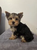 Lexie , a female Yorkshire Terrier for sale in Montgomery, IN – Photo 2 of 3