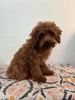 AKC Dash, a male Poodle - Toy  for sale in Montgomery, IN – 4 of 4
