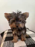 AKC Milo, a male Yorkshire Terrier for sale in Montgomery, IN – 1 of 3
