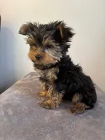 AKC Max, a male Yorkshire Terrier for sale in Montgomery, IN – 2 of 3