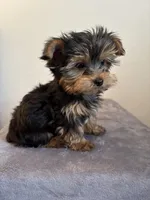 AKC Max, a male Yorkshire Terrier for sale in Montgomery, IN – 3 of 3