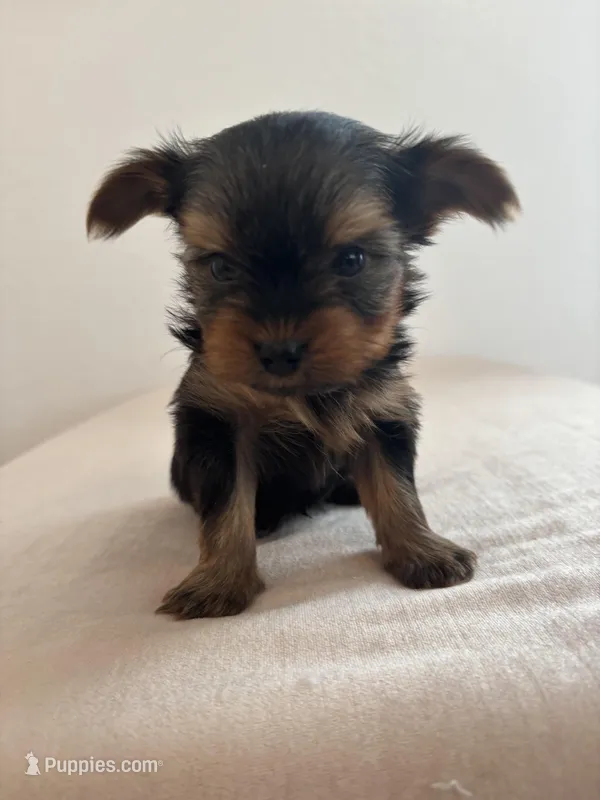 AKC Max – Yorkshire Terrier puppy for sale in Montgomery, IN