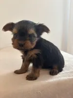 AKC Max, a male Yorkshire Terrier for sale in Montgomery, IN – Photo 3 of 3