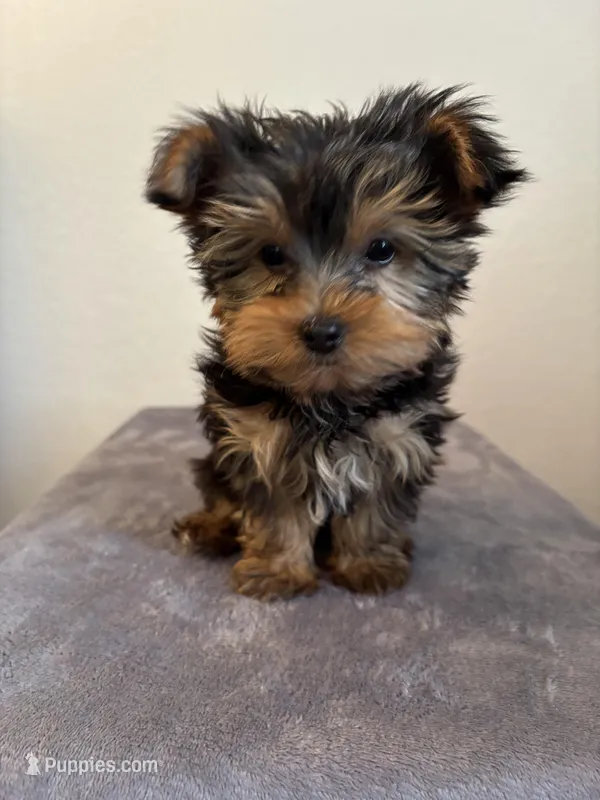 AKC Max – Yorkshire Terrier puppy for sale in Montgomery, IN