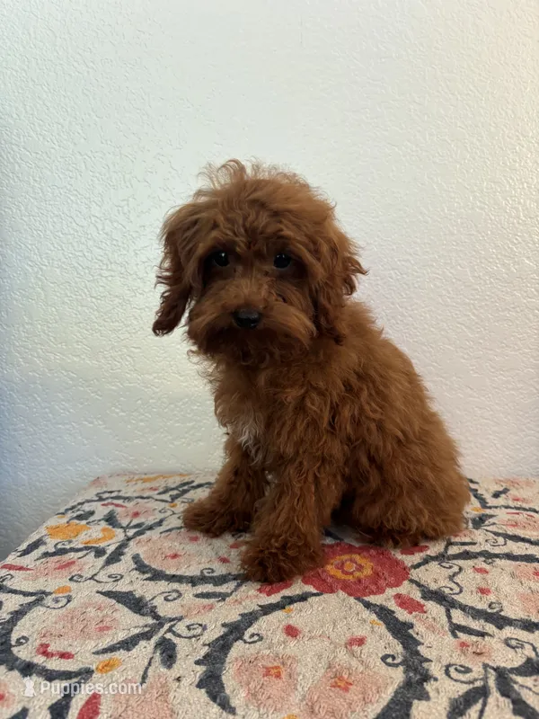 AKC Dash – Poodle - Toy  puppy for sale in Montgomery, IN