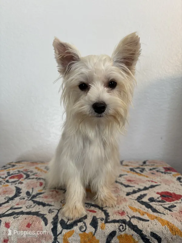 AKC Callie – Yorkshire Terrier puppy for sale in Montgomery, IN