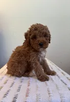 AKC Oliver, a male Poodle - Toy  for sale in Montgomery, IN – 3 of 4