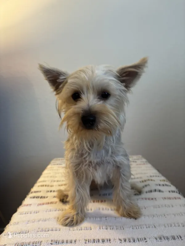 AKC Lexie  – Yorkshire Terrier puppy for sale in Montgomery, IN