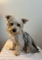 AKC Lucy , a female Yorkshire Terrier for sale in Montgomery, IN – 2 of 3