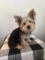 AKC Lexie , a female Yorkshire Terrier for sale in Montgomery, IN – 2 of 3