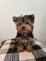 AKC Max, a male Yorkshire Terrier for sale in Montgomery, IN – 1 of 4