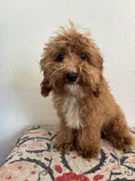 AKC Oscar, a male Poodle - Toy  for sale in Montgomery, IN – 1 of 3