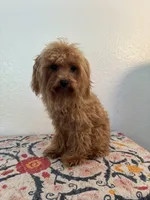 AKC Daisy, a female Poodle - Toy  for sale in Montgomery, IN – 2 of 3