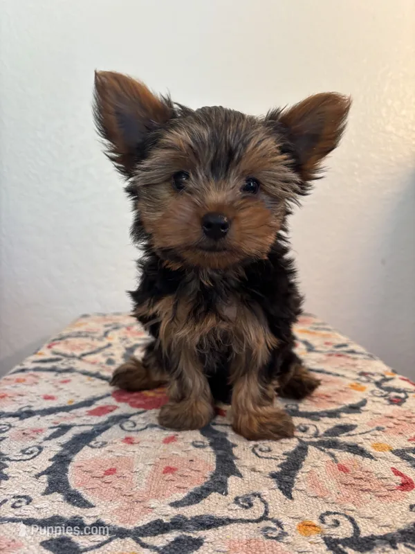 AKC Bella – Yorkshire Terrier puppy for sale in Montgomery, IN