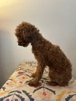 AKC Remi , a female Poodle - Toy  for sale in Montgomery, IN – 2 of 4