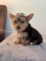Cooper, a male Yorkshire Terrier for sale in Montgomery, IN – 2 of 3