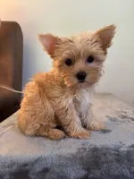 Bella , a female Yorkshire Terrier for sale in Montgomery, IN – 3 of 3