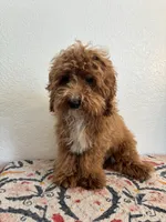 AKC Oscar, a male Poodle - Toy  for sale in Montgomery, IN – 2 of 3