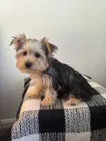 AKC Lucy , a female Yorkshire Terrier for sale in Montgomery, IN – 2 of 3