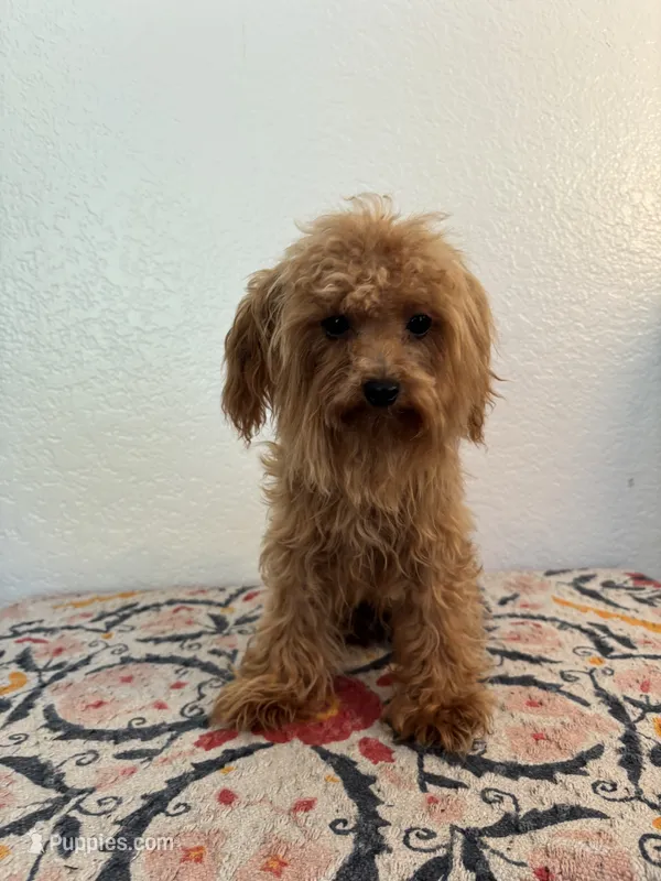 AKC Daisy – Poodle - Toy  puppy for sale in Montgomery, IN