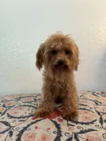AKC Daisy, a female Poodle - Toy  for sale in Montgomery, IN – 1 of 3