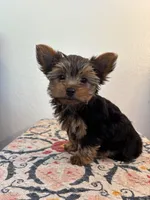 AKC Bella, a female Yorkshire Terrier for sale in Montgomery, IN – 3 of 3