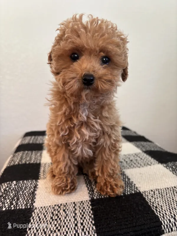 AKC Remi  – Poodle - Toy  puppy for sale in Montgomery, IN