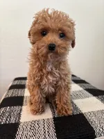 AKC Remi , a female Poodle - Toy  for sale in Montgomery, IN – 1 of 3