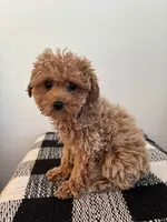 AKC Remi , a female Poodle - Toy  for sale in Montgomery, IN – 2 of 3