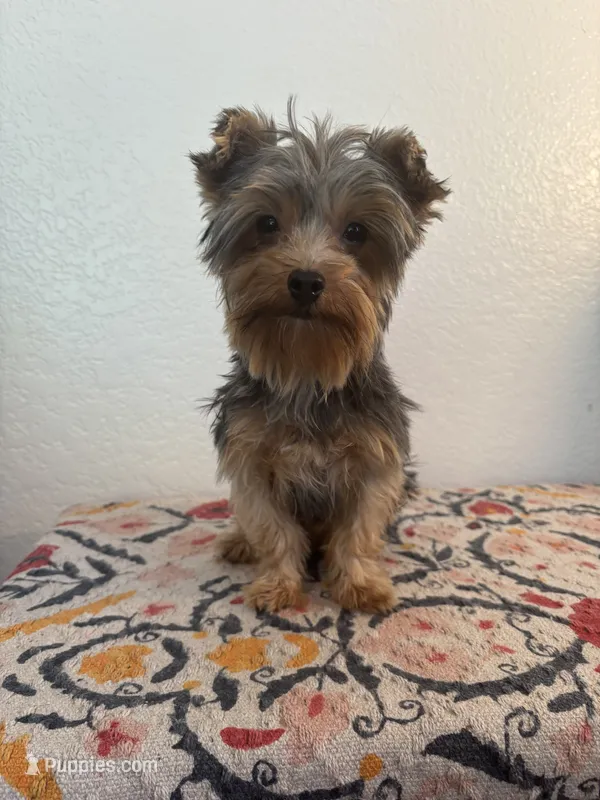AKC Max – Yorkshire Terrier puppy for sale in Montgomery, IN