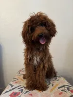 AKC Princess , a female Poodle - Toy  for sale in Montgomery, IN – 4 of 4