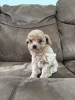 Daisy, a female Poodle - Toy  for sale in Montgomery, IN – Photo 2 of 3