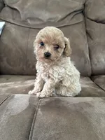 Daisy, a female Poodle - Toy  for sale in Montgomery, IN – Photo 3 of 3
