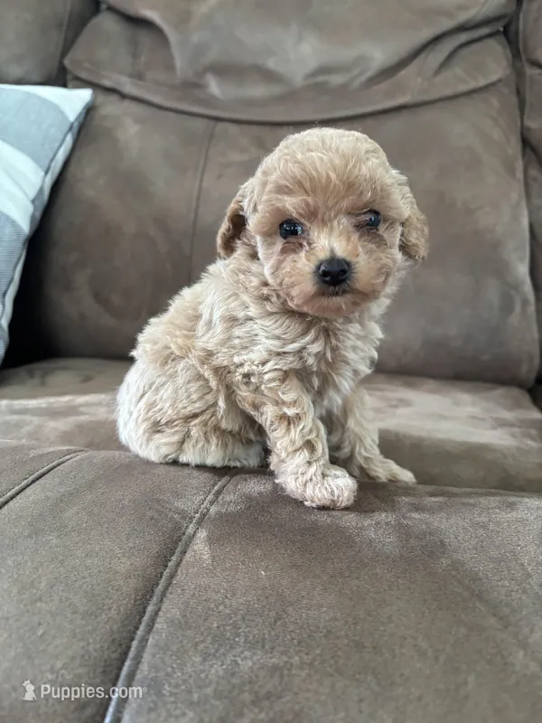 Daisy – Poodle - Toy  puppy for sale in Montgomery, IN