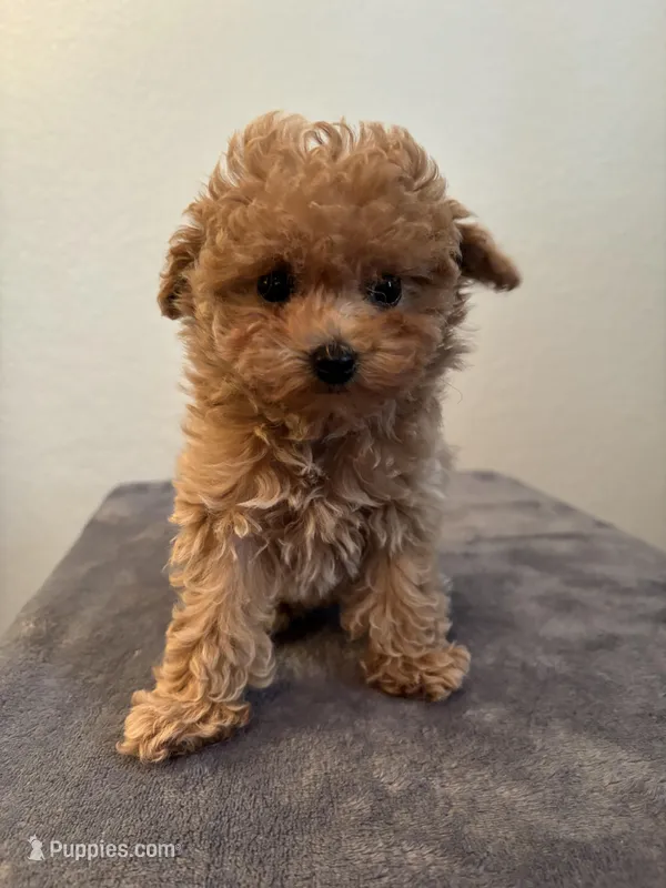 AKC Daisy – Poodle - Toy  puppy for sale in Montgomery, IN