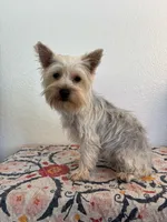 AKC Lexie , a female Yorkshire Terrier for sale in Montgomery, IN – 3 of 3