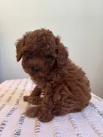 Dash, a male Poodle - Toy  for sale in Montgomery, IN – 3 of 3