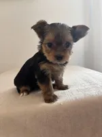 AKC Lucy , a female Yorkshire Terrier for sale in Montgomery, IN – Photo 2 of 3