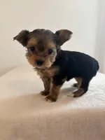 AKC Lucy , a female Yorkshire Terrier for sale in Montgomery, IN – Photo 3 of 3