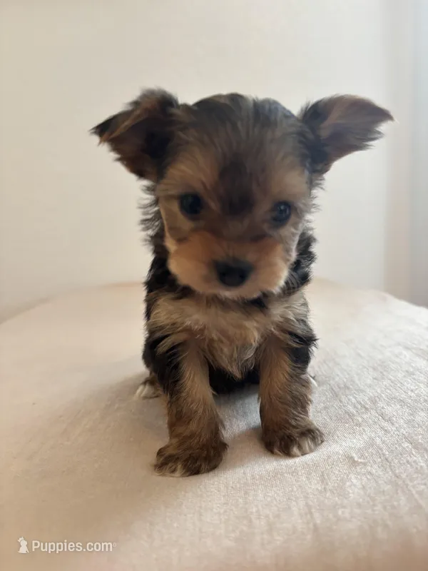 AKC Lucy  – Yorkshire Terrier puppy for sale in Montgomery, IN
